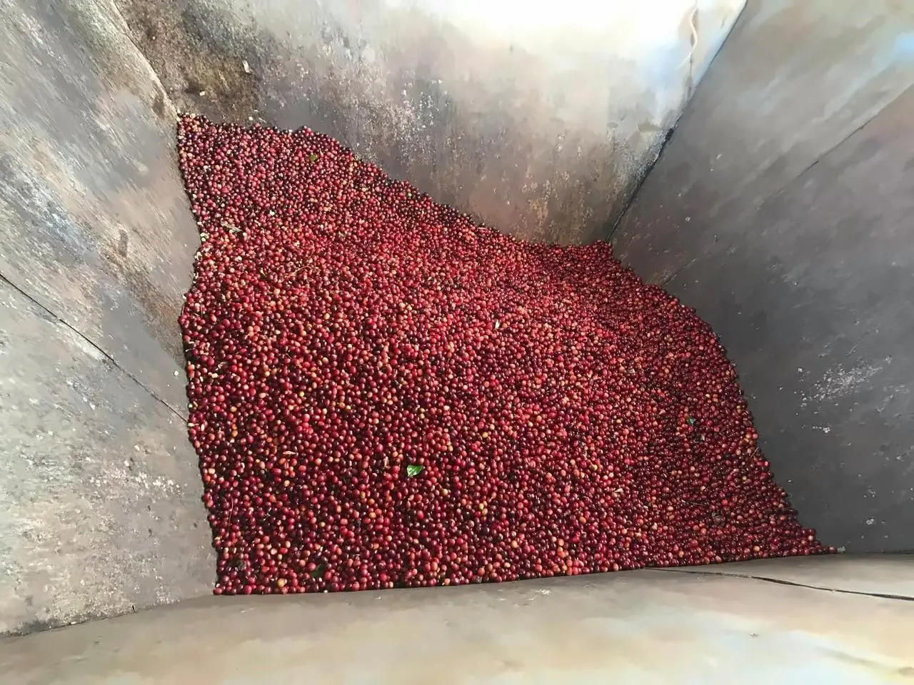 Ripe red coffee cherries after picking