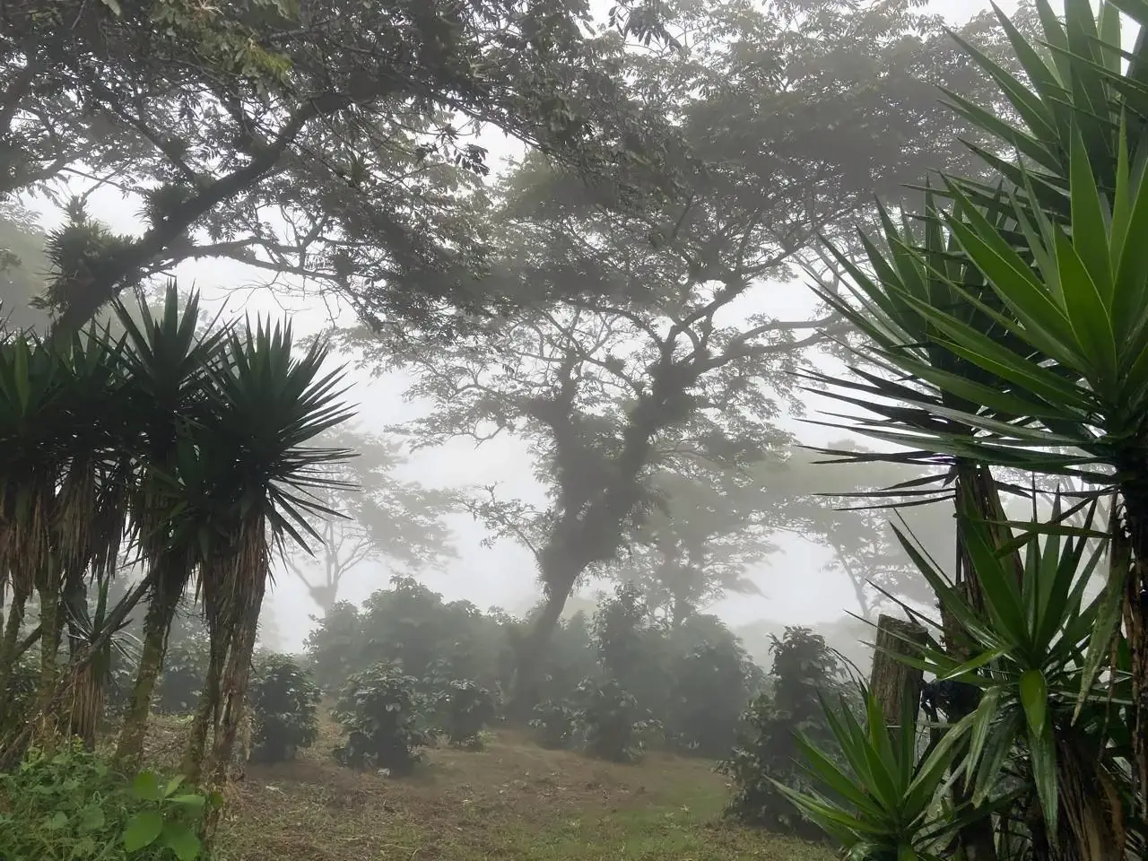 Coffee growing under native shade trees in the morning mist